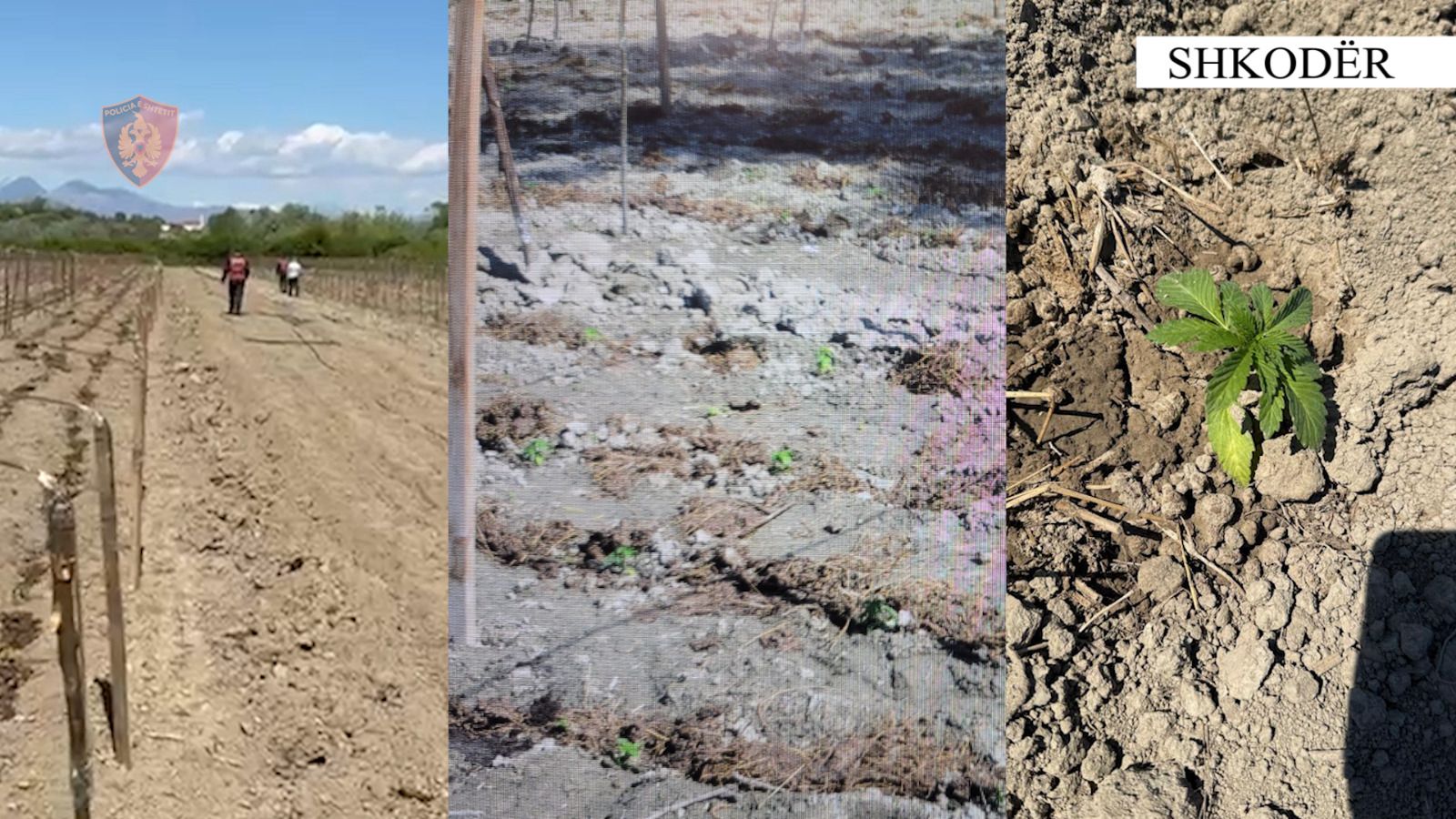 Zbulohet ara me kanabis në Shkodër  arrestohen babë e bir