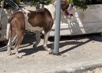 “Beteja” për qentë e rrugës në Vlorë/ Paditet bashkia për zhdukjen e pitbullit që kafshoi fëmijën, banorët të shqetësuar për sigurinë