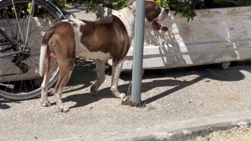  Beteja  për qentë e rrugës në Vlorë  Paditet bashkia për zhdukjen e pitbullit që kafshoi fëmijën  banorët të shqetësuar për sigurinë
