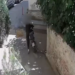 Autori i 6 vjedhjeve, pranga “skifterit” në Tiranë