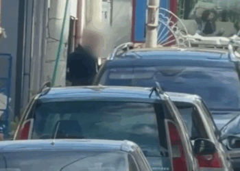 “Perimetri 2″/ Operacion antidrogë dhe kundër lojërave të fatit në Lezhë, arrestohen 7 persona