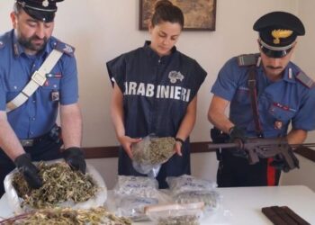 Ngriti “shtëpi bari” në mes të fshatit, arrestohet shqiptari! Sistem modern kultivimi me panele diellore, aspiratorë dhe…