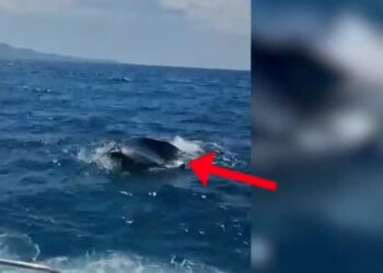 Rrezikuan të mbyteshin në Ksamil, Policia Kufitare shpëton dy turistë ukrainas