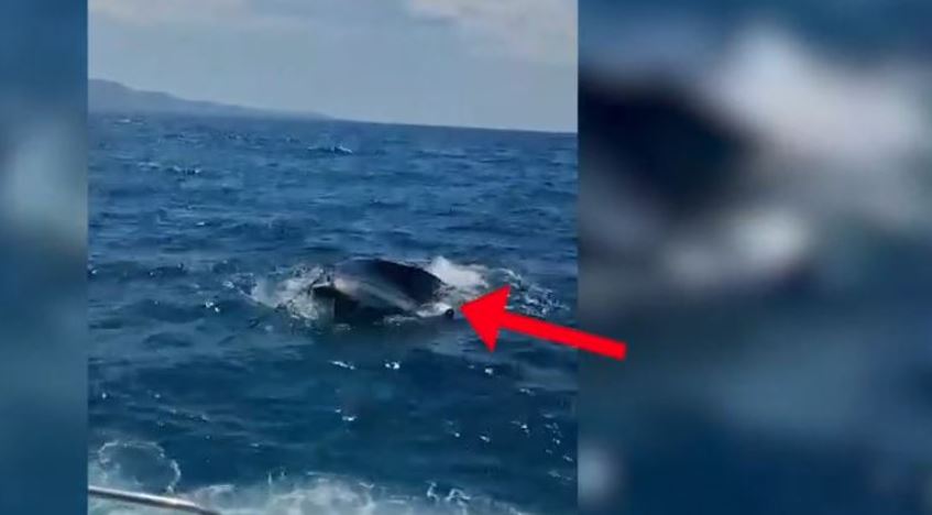 Rrezikuan të mbyteshin në Ksamil  Policia Kufitare shpëton dy turistë ukrainas