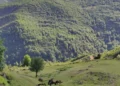 Zhduken dy turistë gjermanë në malin e Polisit në Librazhd, asnjë gjurmë që prej mbrëmjes së djeshme
