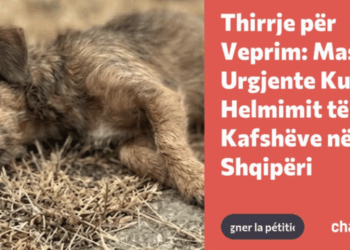 “Animals Need Me” peticion institucioneve: Të ndalet helmimi i kafshëve në Shqipëri