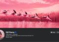 Simboli i protestave në Tiranë! Flamingot ”pushtojnë” Facebook-un e Ramës