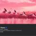 Simboli i protestave në Tiranë! Flamingot ”pushtojnë” Facebook-un e Ramës