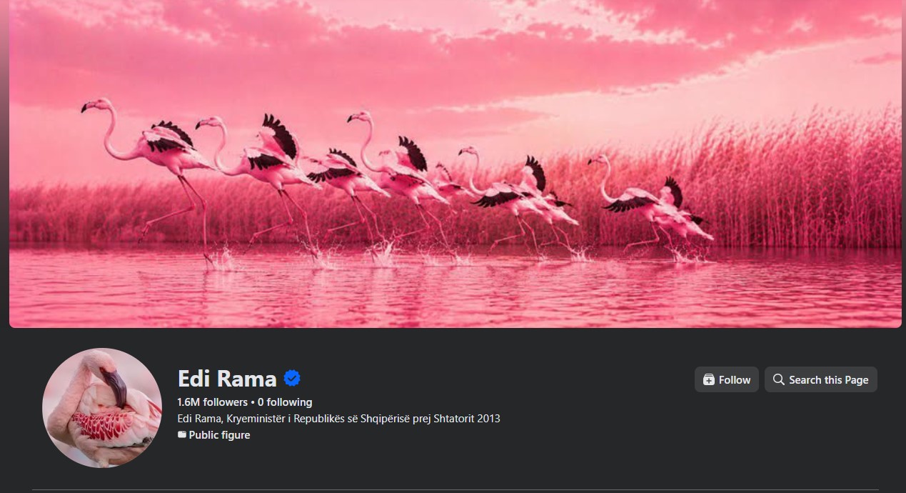 Simboli i protestave në Tiranë  Flamingot  pushtojnë  Facebook un e Ramës