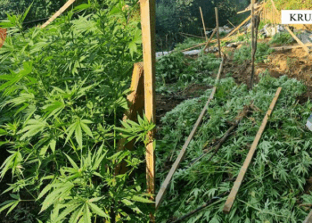 Operacion antidrogë në Krujë, asgjësohen 5 mijë rrënjë kanabis në 100 parcela