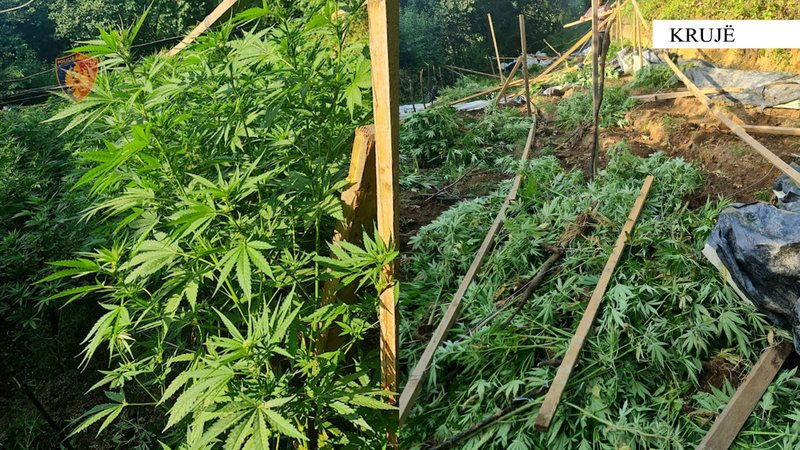 Operacion antidrogë në Krujë  asgjësohen 5 mijë rrënjë kanabis në 100 parcela