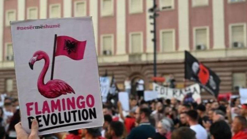 Protesta  pelikanët e harruar  vezët mbi deputetë dhe një arkivol