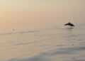 Spektakël i rrallë në Gjirin e Vlorës, delfinët shoqërojnë turistët gjatë udhëtimit drejt Sazanit