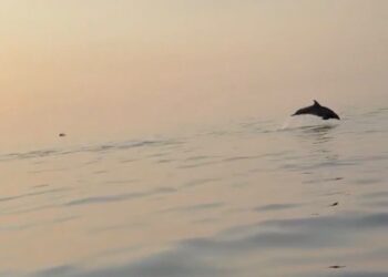 Spektakël i rrallë në Gjirin e Vlorës, delfinët shoqërojnë turistët gjatë udhëtimit drejt Sazanit