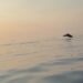 Spektakël i rrallë në Gjirin e Vlorës, delfinët shoqërojnë turistët gjatë udhëtimit drejt Sazanit