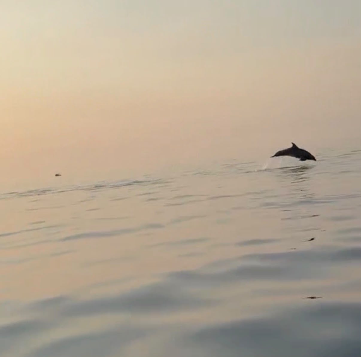 Spektakël i rrallë në Gjirin e Vlorës  delfinët shoqërojnë turistët gjatë udhëtimit drejt Sazanit
