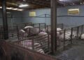 Ethet afrikane të derrit, Serbia shpall gjendjen e jashtëzakonshme në disa zona të vendit