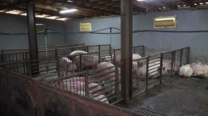 Ethet afrikane të derrit  Serbia shpall gjendjen e jashtëzakonshme në disa zona të vendit