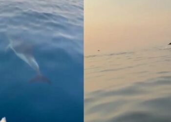 Delfinët “pushtojnë” Gjirin e Vlorës, spektakël i rrallë për turistët në udhëtimin drejt Sazanit