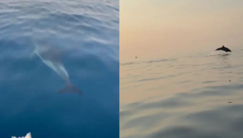Delfinët  pushtojnë  Gjirin e Vlorës  spektakël i rrallë për turistët në udhëtimin drejt Sazanit