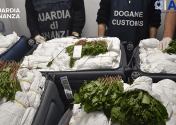 Kapen 216 kilogramë khat në aeroport, droga ishte fshehur në shtatë valixhe të një pasagjeri izraelit