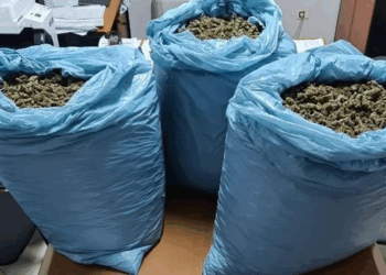 Zbulohet një bazë për tharjen e kanabisit në Divjakë, sekuestrohen 44 kg drogë dhe 1 426 bimë narkotike