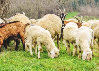 Alarm për blegtorinë në Kosovë/ Konfirmohen raste të lisë së dhenve dhe dhive në katër komuna