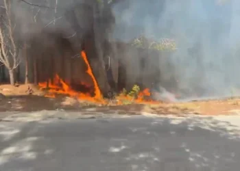 VIDEO/ Zjarr i madh në Pyllin e Sodës, tymi mbulon qytetin! Pesë vatra aktive rëndojnë situatën në Vlorë