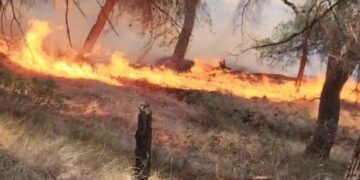 Pse zjarret fiken me lopata e mjete rrethanore? Haki Çako jep parashikimin e pazakontë për zjarret në gusht