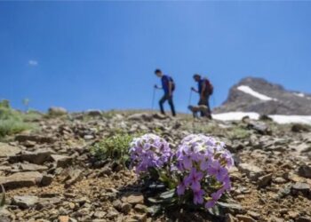 U zhdukën në vitin 1992, gjenden pas më shumë se tre dekadash eshtrat e dy alpinistëve belgë në Alpet Zvicerane -
