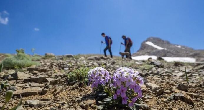U zhdukën në vitin 1992, gjenden pas më shumë se tre dekadash eshtrat e dy alpinistëve belgë në Alpet Zvicerane -