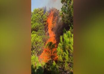 Zjarr në Rriban të Mallakastrës, digjet zona pyjore/ Terreni vështirëson ndërhyrjen e shpejtë