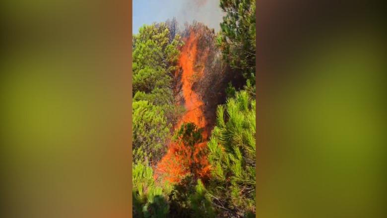 Zjarr në Rriban të Mallakastrës  digjet zona pyjore  Terreni vështirëson ndërhyrjen e shpejtë