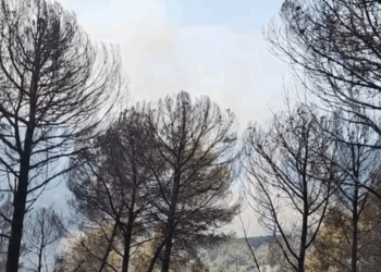 Zjarret në Mallakastër, vihet nën kontroll vatra pranë Cfirit, flakët avancojnë drejt Ngraçanit