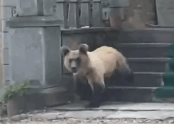 VIDEO / Ndodh në Devoll! Ariu hyn dhe shkakton dëme në objektin e shenjtë të Dobërgorës