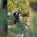 Kapet në flagrancë 33-vjeçari në Dukat, zbulohen 135 bimë kanabisi (VIDEO)