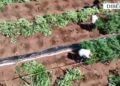 Operacion antidrogë në Dibër, zbulohen mbi 1 mijë rrënjë kanabis, arrestohen dy persona