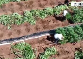 Operacion antidrogë në Dibër, zbulohen mbi 1 mijë rrënjë kanabis, arrestohen dy persona