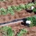 Operacion antidrogë në Dibër, zbulohen mbi 1 mijë rrënjë kanabis, arrestohen dy persona