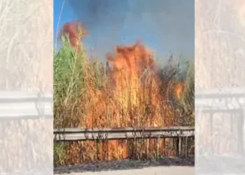 Zjarr në Novoselë të Vlorës, temperaturat e larta dhe era e fortë favorizojnë përhapjen e zjarrit në ullishte