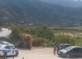 Aksident në Poliçan, makina del nga rruga dhe përfundon në kanal! Plagosen 3 anëtarët e familjes, e moshuara çohet te Trauma