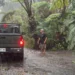 Më shumë se 100,000 persona pa energji elektrike në Hawaii nga uragani Lala -