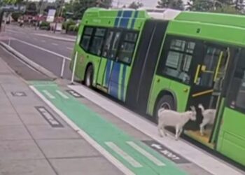 VIDEO virale nga SHBA-të, dhitë ‘pasagjere’ hipin në urbanin e Oregonit, shikoni pamjet!