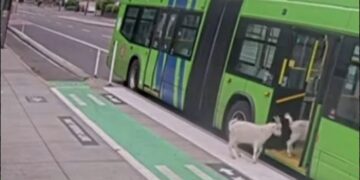 VIDEO virale nga SHBA-të, dhitë ‘pasagjere’ hipin në urbanin e Oregonit, shikoni pamjet!