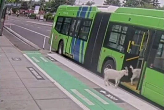 VIDEO virale nga SHBA të  dhitë  pasagjere  hipin në urbanin e Oregonit  shikoni pamjet 