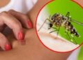 “Ethet e Nilit” pushtojnë edhe Maqedoninë, autoritetet në Shkup japin alarmin! Shpallet epidemia në 5 komuna, 26 të infektuar e një viktimë