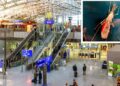 Alarm në Gjermani, në aeroportin e Frankfurtit shpërthen malaria! 6 punonjës të infektuar, njëri humb jetën