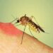 Ethet e Nilit mbërrijnë në Korçë, 72-vjeçari dyshohet se u pickua nga mushkonja, ja simptomat që paraqiti