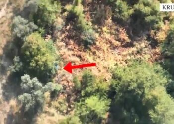 Po kujdesej për bimët e hashashit në parcelë, prangoset në flagrancë 62-vjeçari në Krujë!