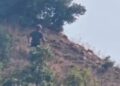 Piromani kapet duke vënë zjarret në Mirditë, arrestohet! Lamallari apel drejtësisë: Prokuroria dhe Gjykata t’i shkojnë deri në fund çështjes!